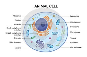 Vector illustration of the Animal cell anatomy structure. Educational infographic photo